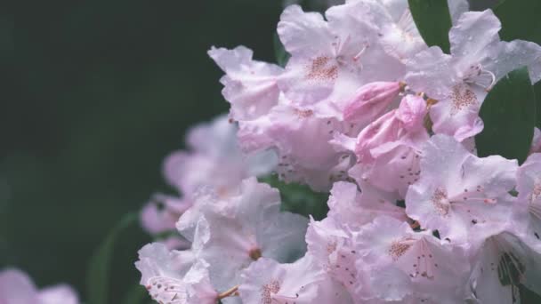 Light pink rhododendron flowers in the rain — Stock Video