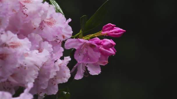 Licht roze rododendron bloemen in de regen — Stockvideo