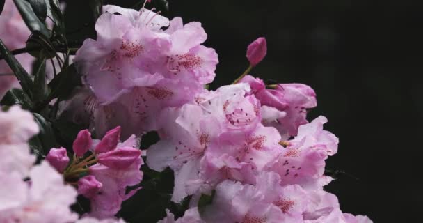 Light pink rhododendron flowers in the rain — Stock Video