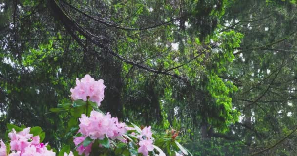 Ροζ ροδόδεντρο περιτριγυρισμένο από ψηλά πεύκα — Αρχείο Βίντεο