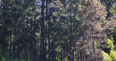 Hafif kabarık tohumlar ağaçlarda uçuşuyor.