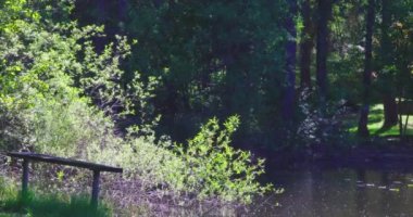 Küçük bir gölde hafif bir esinti