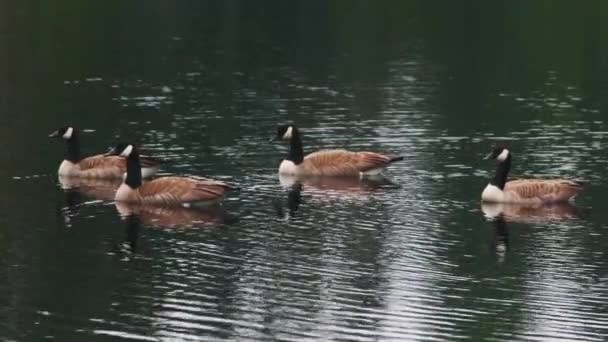 A tavon úszó kanadai libák egy csoportja — Stock videók