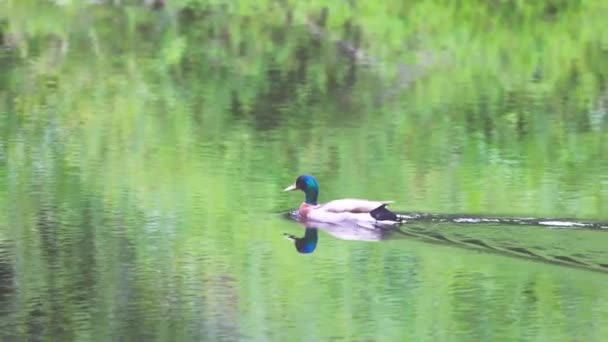 Bebek mallard berenang di danau lokal — Stok Video