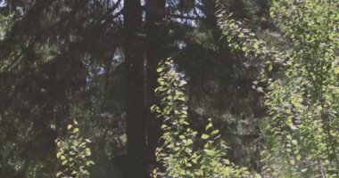 Hafif kabarık tohumlar ağaçlarda uçuşuyor.