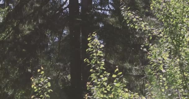 Lehká nadýchaná semena vanoucí mezi stromy — Stock video
