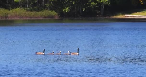 párek dospělých kanadských hus plavajících se svými dětmi
