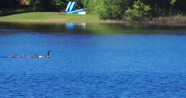 O pereche de gâște canadiene adulte înot cu copiii lor — Videoclip de stoc