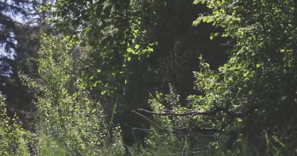 Licht pluizig zaad dat door de bomen waait — Stockvideo