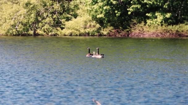 Пара взрослых канадских гусей, плавающих со своими детьми — стоковое видео