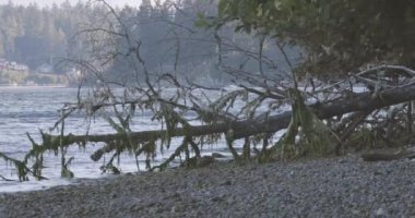 Yıkılmış ağaç, su sesinin üzerine eğilmiş.