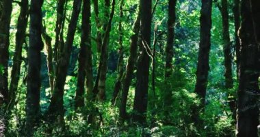 Işıl ışıl parlayan güneşli karanlık orman