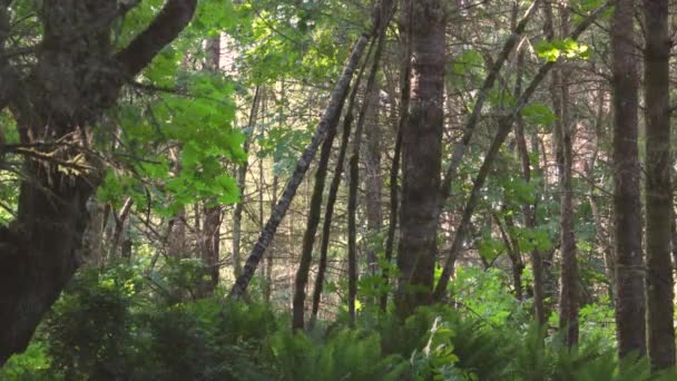 Powolny ruch lasu z liśćmi klonu i kurzem — Wideo stockowe