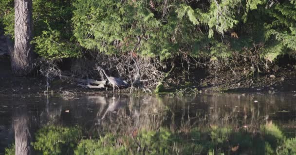 Riesenreiher schreitet durch einen Teich im Nordwesten des Pazifiks — Stockvideo