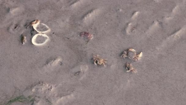 Sandstrand wünscht sich kleine Krebse, die herumlaufen — Stockvideo
