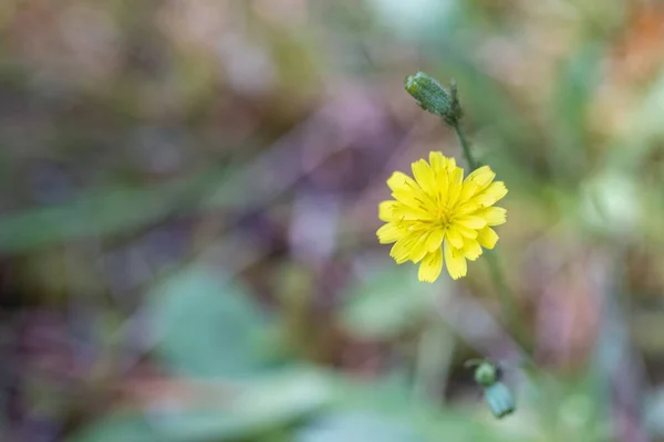 Una sola flor amarilla que crece fuera del jardín — Foto de Stock