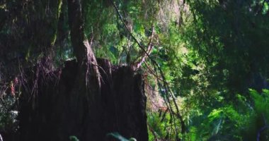 Işıl ışıl parlayan güneşli karanlık orman