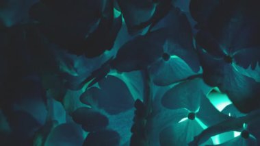 Ortanca çiçeği karanlıkta arka planda kalıyor.