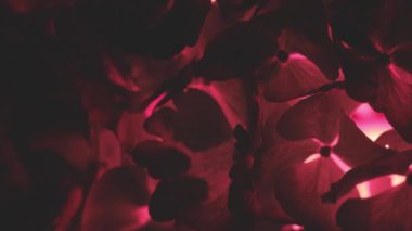 Ortanca çiçeği karanlıkta arka planda kalıyor.