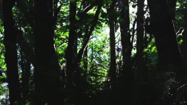 Parlak güneşli bir günde yemyeşil bir orman.