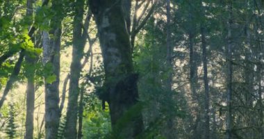 Parlak güneşli bir günde yemyeşil bir orman.