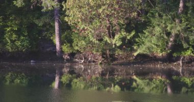 Bir ağaç hattının kenarında sığ bir gölet.