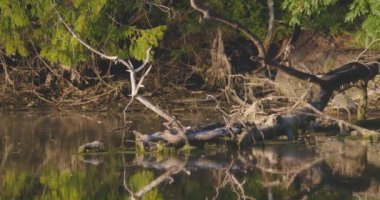Büyük mavi balıkçıl gölette yürüyor.