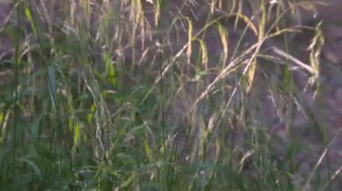 # Çayırda büyüyen uzun yabani otlar #