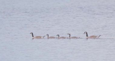 Büyük yetişkin Kanada kazları grubu.
