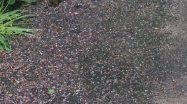 Küçük beyaz buz parçacıklarıyla dolu