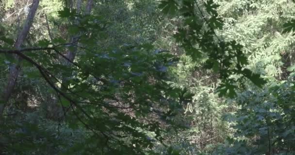 Hojas verdes vibrantes en el primer plano de los pinos — Vídeos de Stock