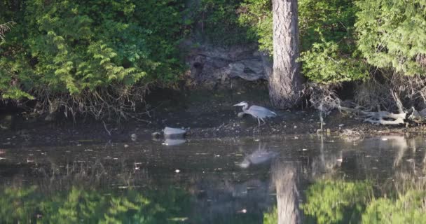 Riesiger blauer Reiher wandert am Ufer des Teiches entlang — Stockvideo