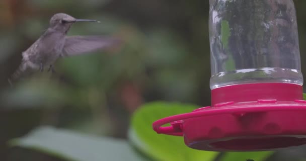 Piccolo colibrì appollaiato su un alimentatore — Video Stock