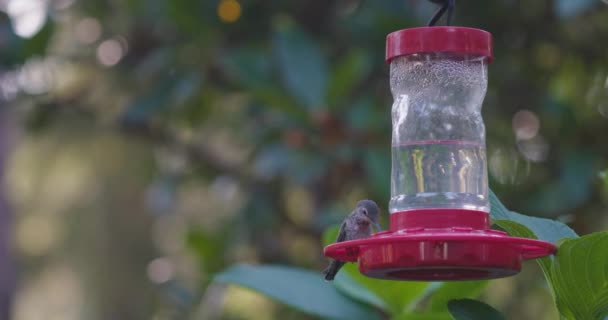 Pequeno beija-flor empoleirado em um alimentador — Vídeo de Stock