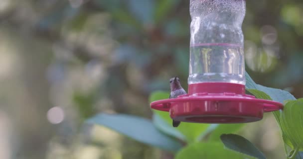 Pequeño ave tarareando posada en un comedero — Vídeo de stock