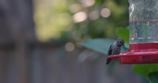먹이를 먹는 사람 위에 앉아 있는 작은 벌새 — 비디오