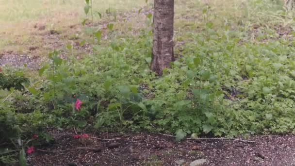 Hail over yard with small white ice pellets — Stock Video