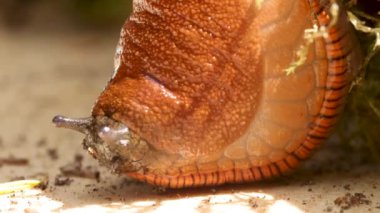 Salyangoz kafası gözleriyle önünü hissediyor.