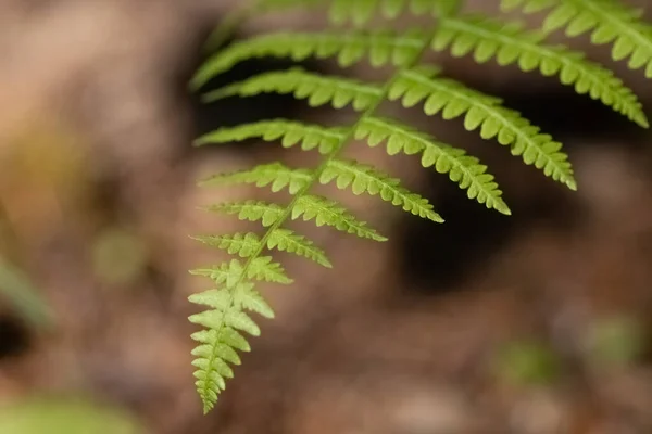 Tip of fern waving against brown natural background — Stock Photo, Image