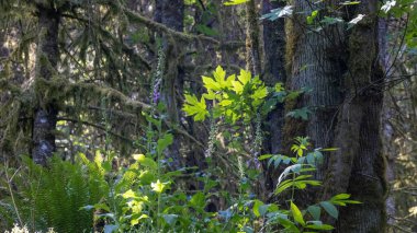 Yağmur ormanlarında yosunlu parlak yeşil yapraklar