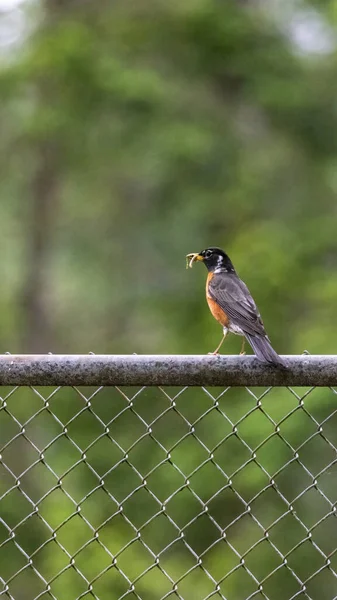 Röd robin med mask på ett staket — Stockfoto