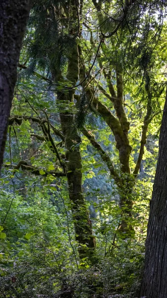 Lumière du soleil coulant à travers la forêt sombre profonde — Photo