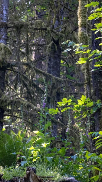 Feuilles vertes ensoleillées dans la clairière de la forêt tropicale sombre — Photo