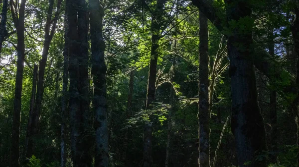 Dunkler Wald mit Sonnenlicht, das durch die Lücken schleicht — Stockfoto