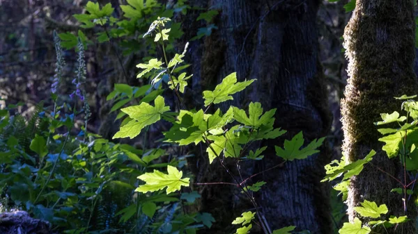 vivid light green lit up by patch of sunlight