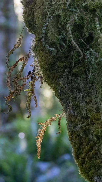 Muschio verde denso e sano appeso all'albero — Foto Stock