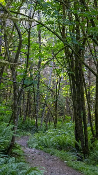 Sentier sinueux de terre dans la forêt tropicale avec de grands arbres moussus — Photo