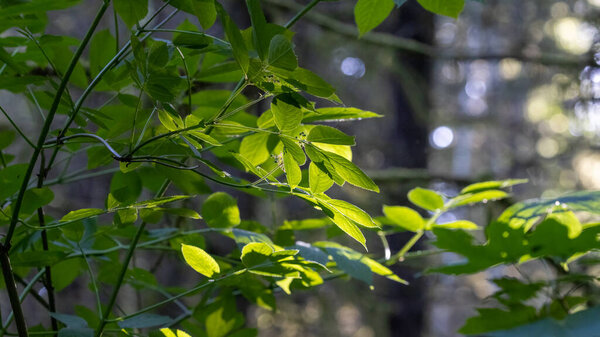 sunlight shining through green leaves in dark forest