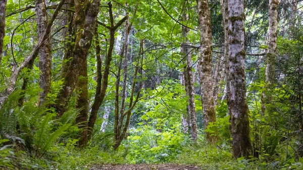 Floresta verde brilhante no verão com samambaias — Fotografia de Stock