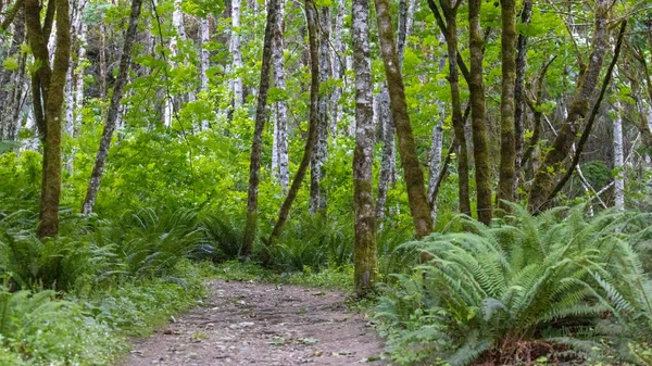Trilha de sujeira através da floresta com samambaias caminho de revestimento — Fotografia de Stock